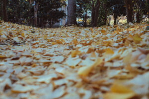 写真作品