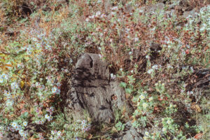 写真作品
