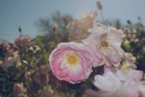 写真作品