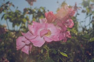 写真作品