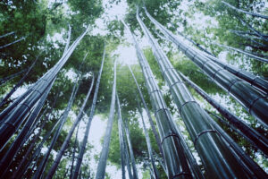 写真作品