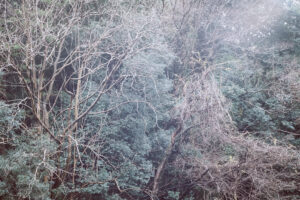 写真作品