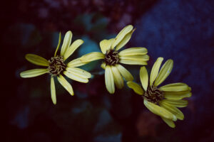 写真作品