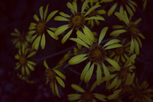 写真作品