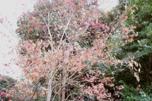 写真作品