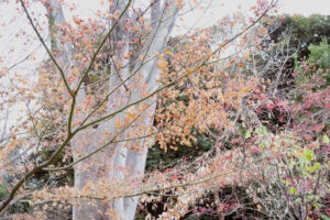 写真作品