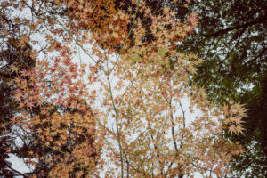 写真作品