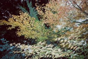 写真作品