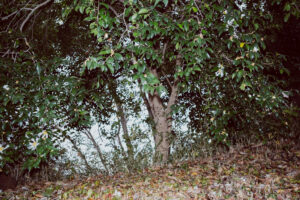 写真作品