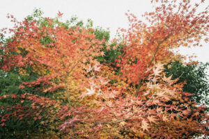 写真作品