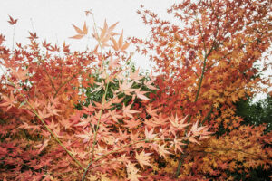 写真作品