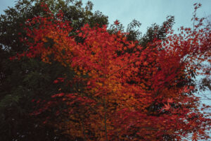 写真作品