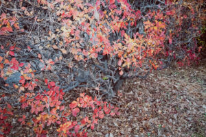 写真作品