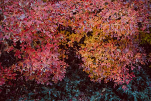 写真作品