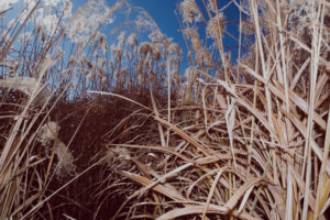 写真作品
