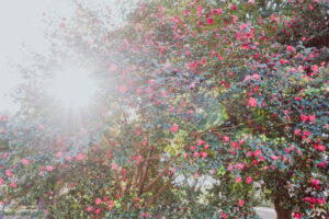 写真作品