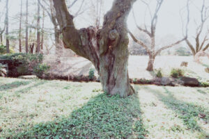 写真作品