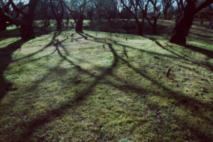 写真作品