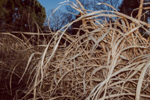 写真作品