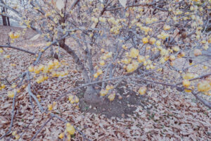 写真作品
