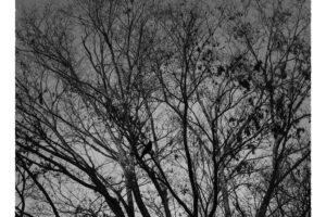 写真作品