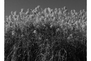写真作品