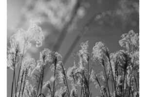 写真作品