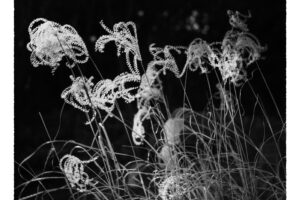 写真作品