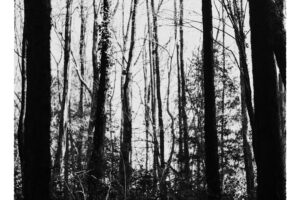 写真作品