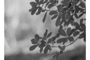 写真作品