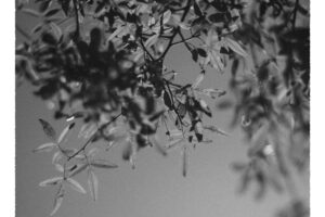 写真作品