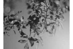 写真作品