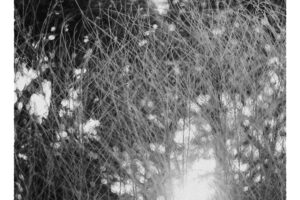 写真作品