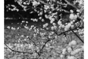 写真作品