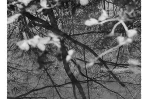 写真作品