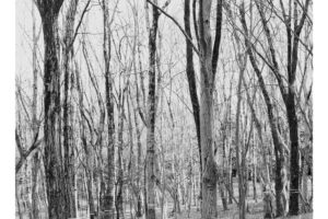 写真作品
