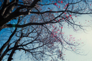 写真作品