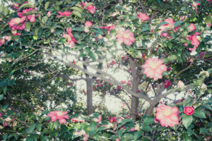写真作品