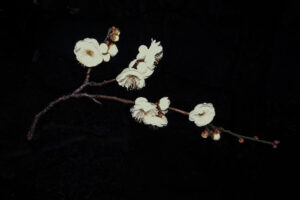 写真作品