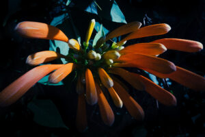 写真作品