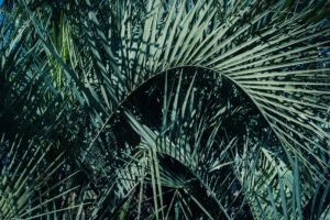 写真作品