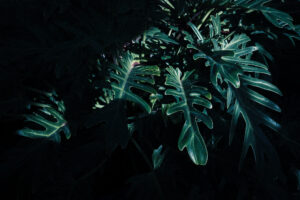 写真作品
