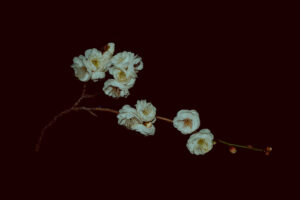 写真作品