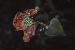 写真作品