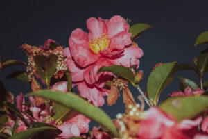 写真作品