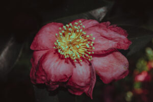 写真作品