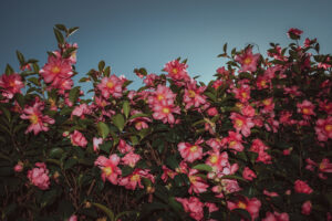 写真作品