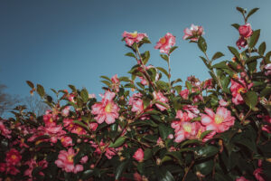 写真作品