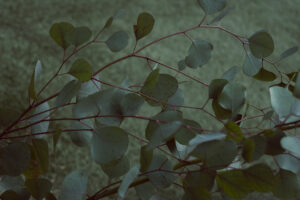 写真作品