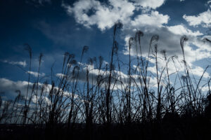写真作品